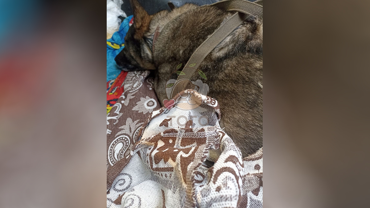 «Додо пицца» уволили курьера, который помог собаке: что известно