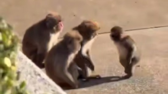 Макака-сирота Панч из японского зоопарка впервые смог дать отпор сородичам