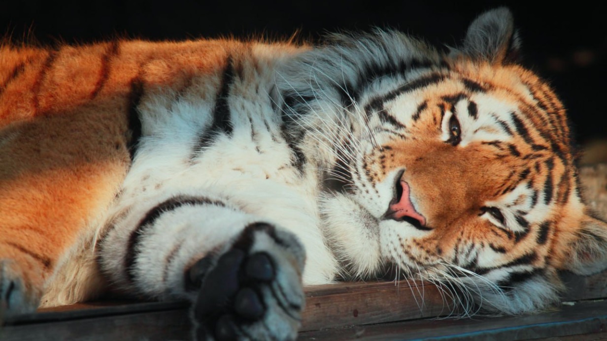 Амурский тигр Амадей умер в Ленинградском зоопарке