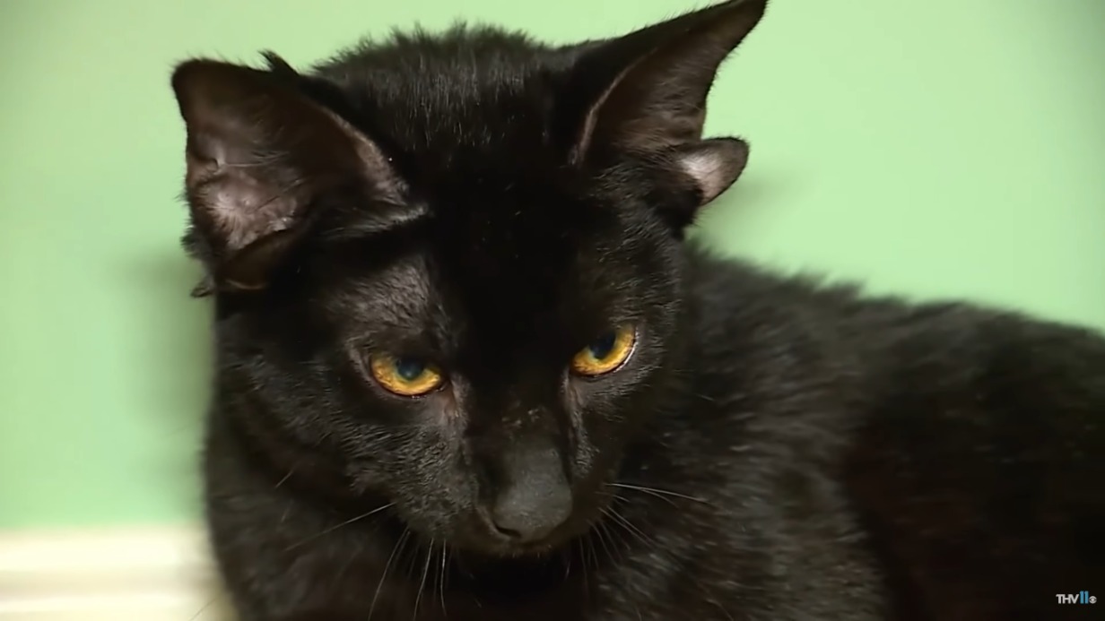 Кот Добби с четырьмя ушами прославился в Сети