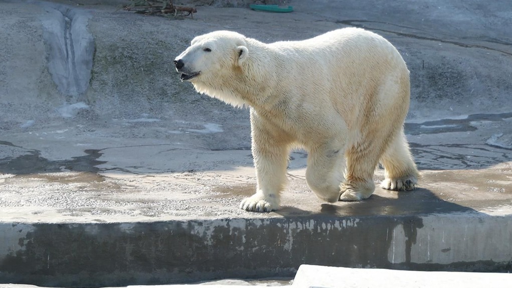 «Мосбилет» приглашает отметить День полярного медведя в зоопарке