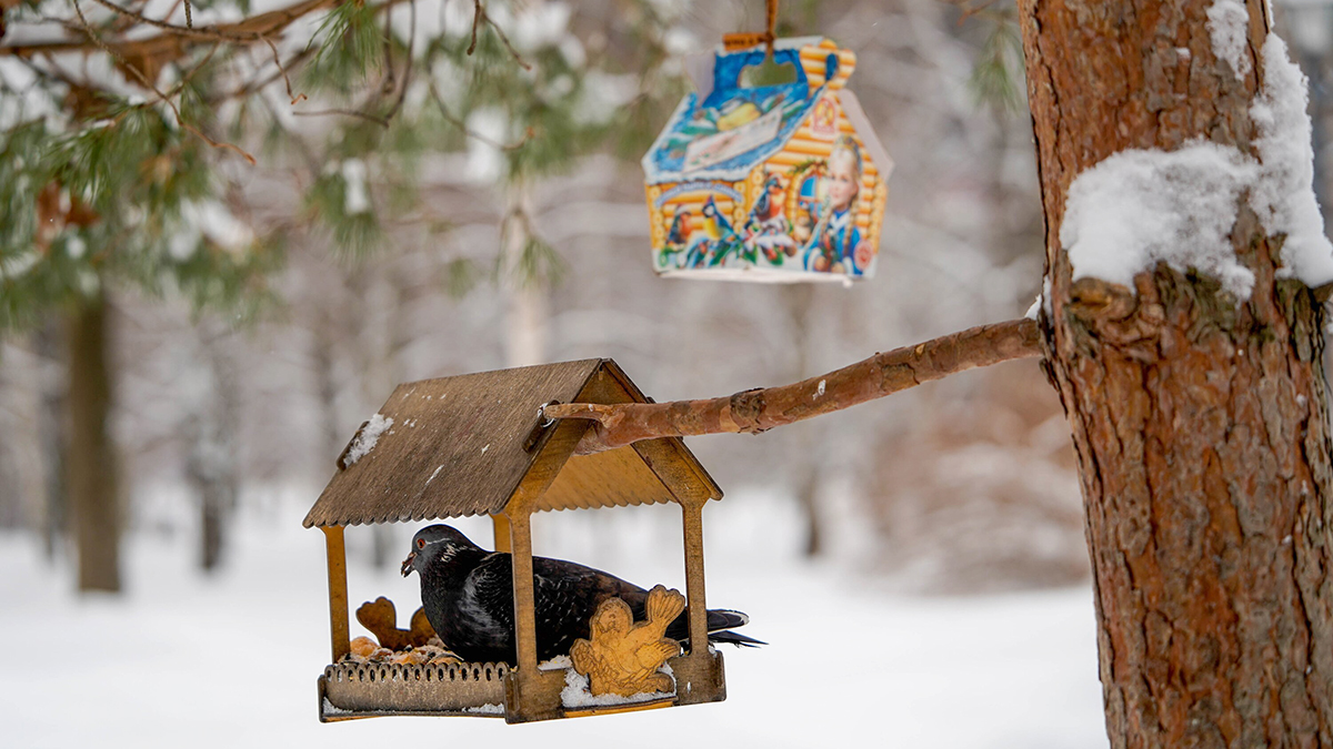 Около 73 тысяч жителей Подмосковья стали участниками акции «Покорми птиц»
