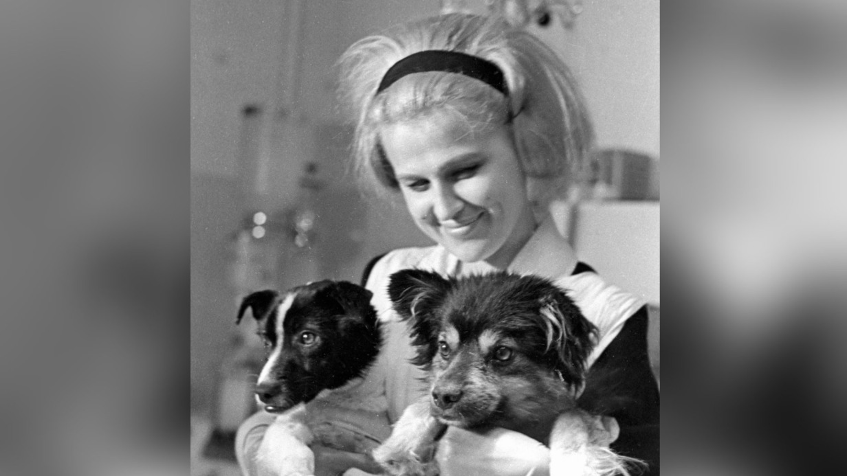 Члены экипажа биоспутника «Космос-110» Уголек и Ветерок на вторые сутки после приземления