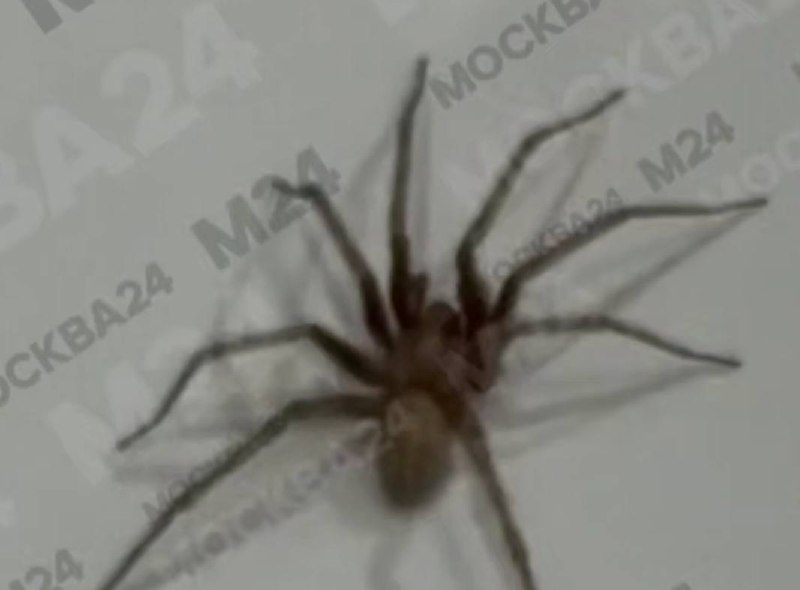 Жительница Люберец обнаружила в раковине огромного паука