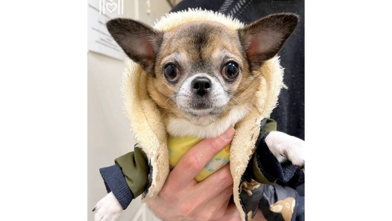 Московские ветеринары удалили собаке опухоль, составлявшую четверть ее веса