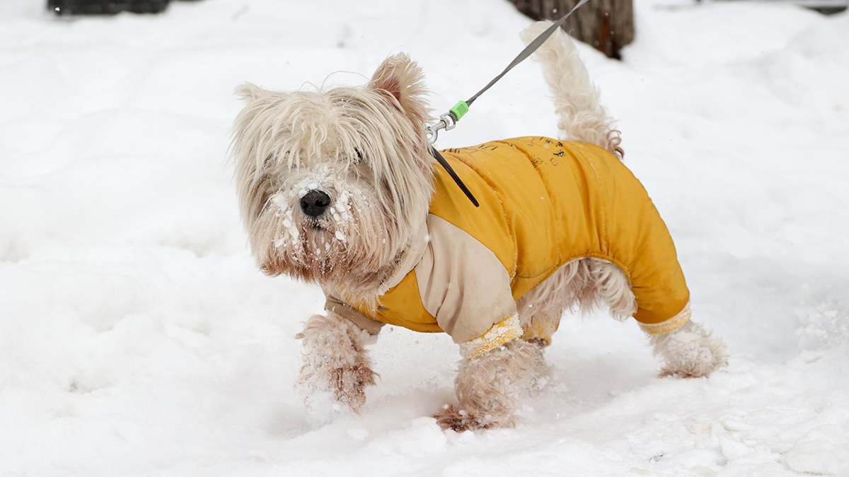 Погода в Москве 28 февраля и 1 марта
