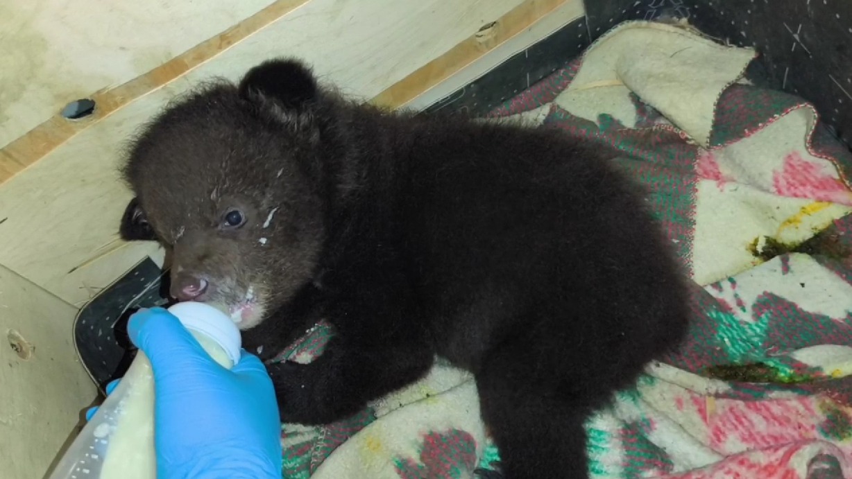 Зоозащитники спасли детенышей убитой в Приморье медведицы