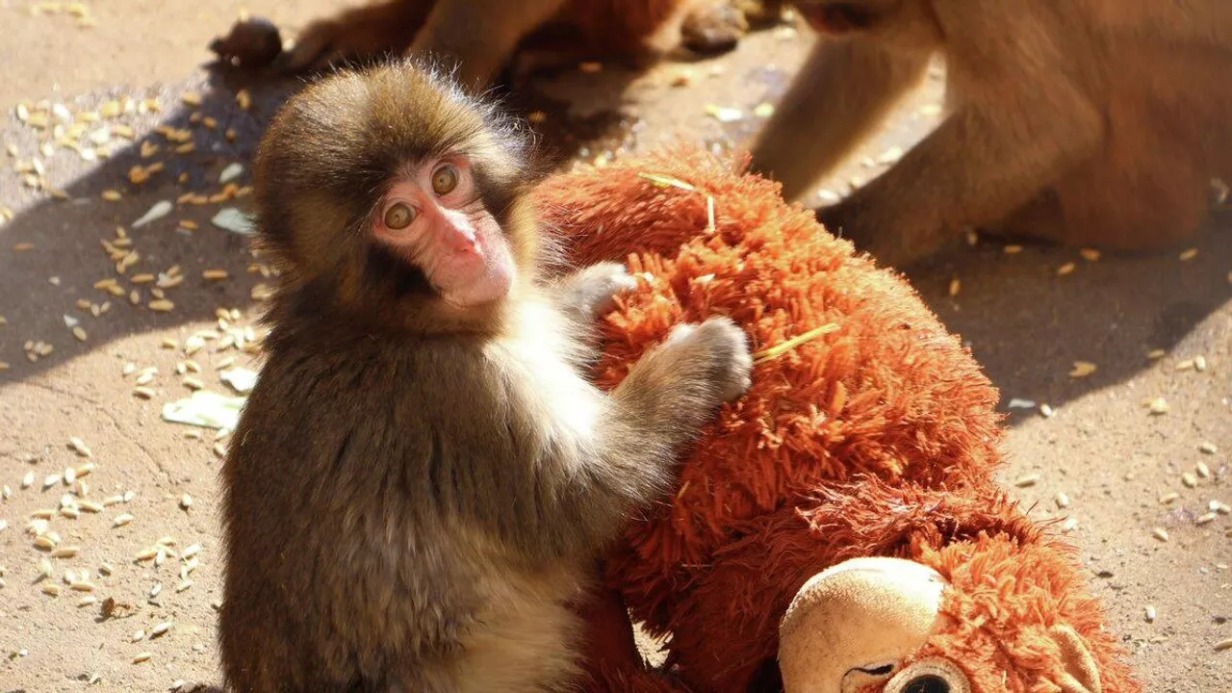 Плюшевая игрушка Панча стала одной из самых продаваемых в японской IKEA