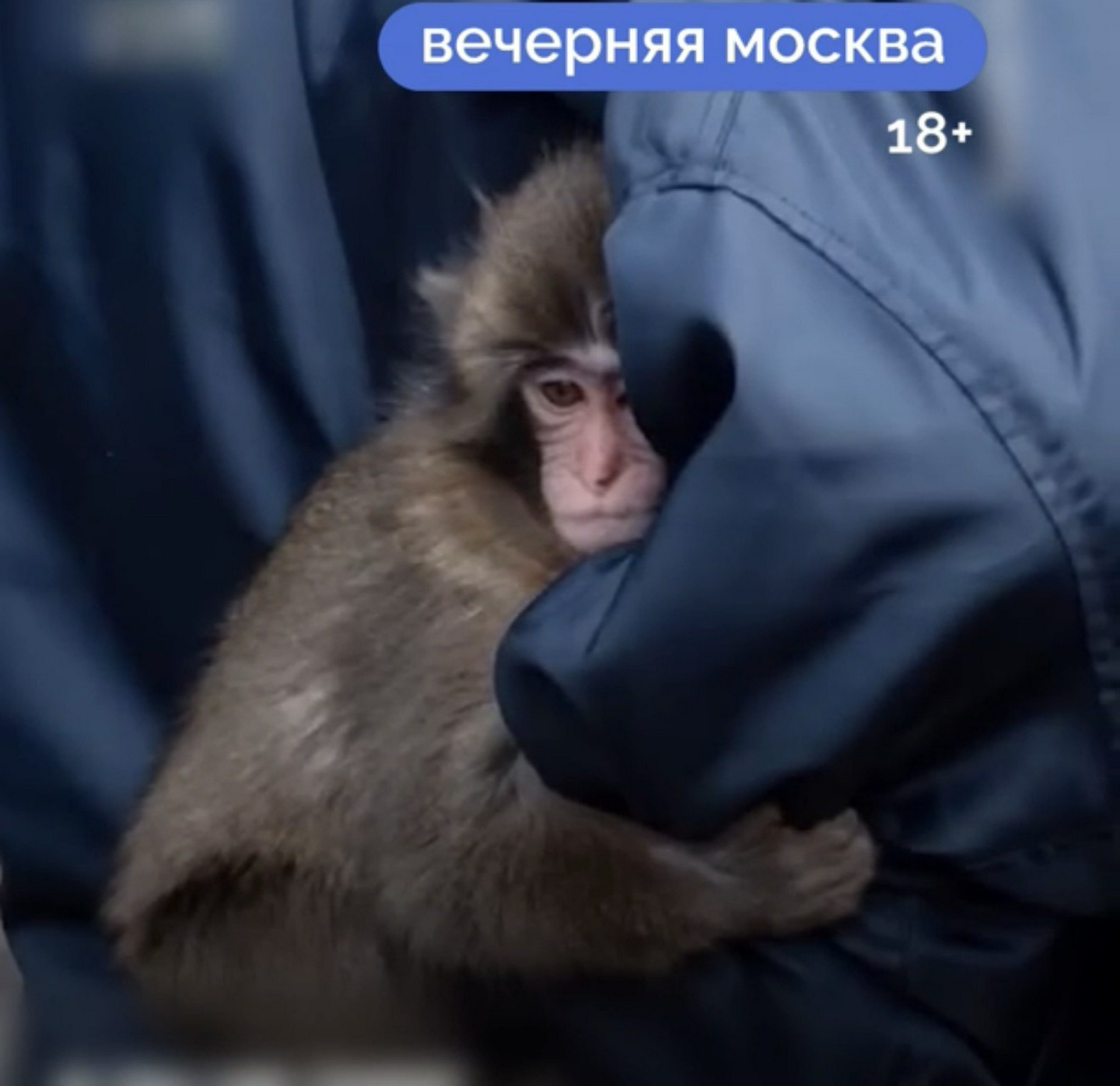 Обезьянка с плюшевой игрушкой: грустная история макаки Панча // Вечерняя Москва