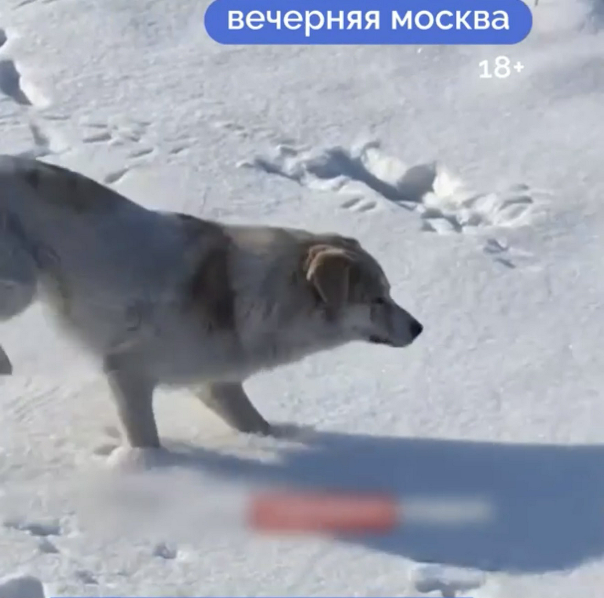 Замерзала в снегу: как собака Додобоня оказалась в центре скандала