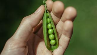 Где можно найти белок во время поста