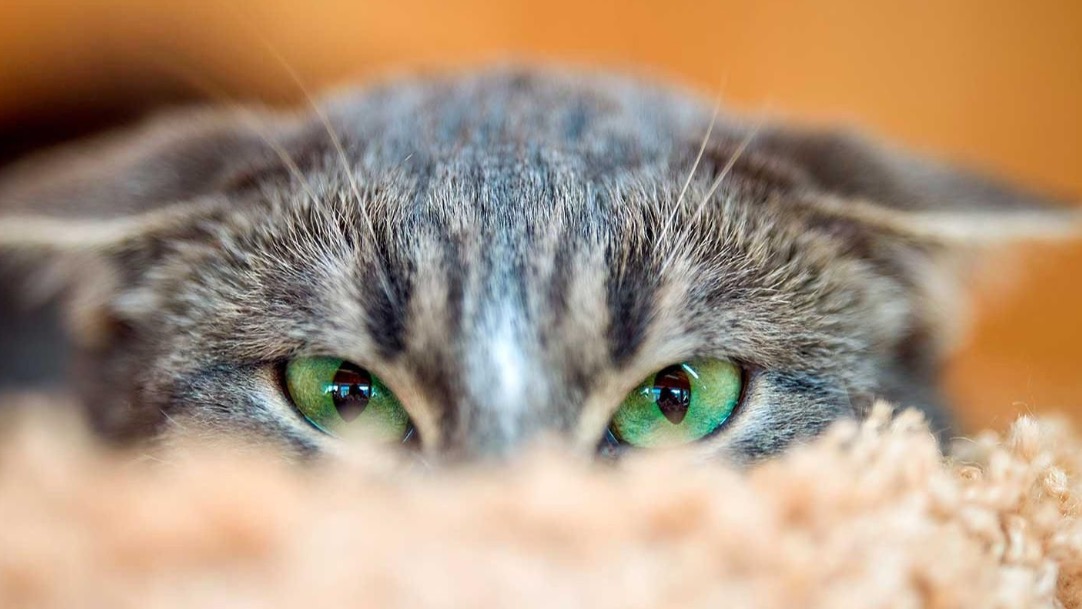 В медиабанке «Мосфото» опубликовали подборку снимков животных ко Дню кошек