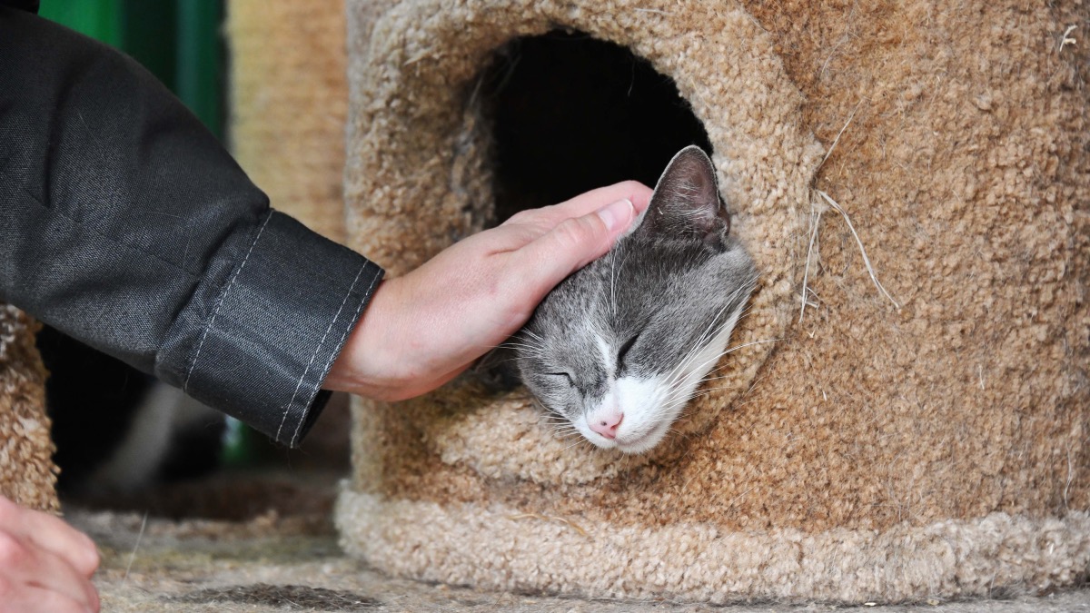 Дмитрий Куклачев поддержал бездомных животных через сервис «Моспитомец»