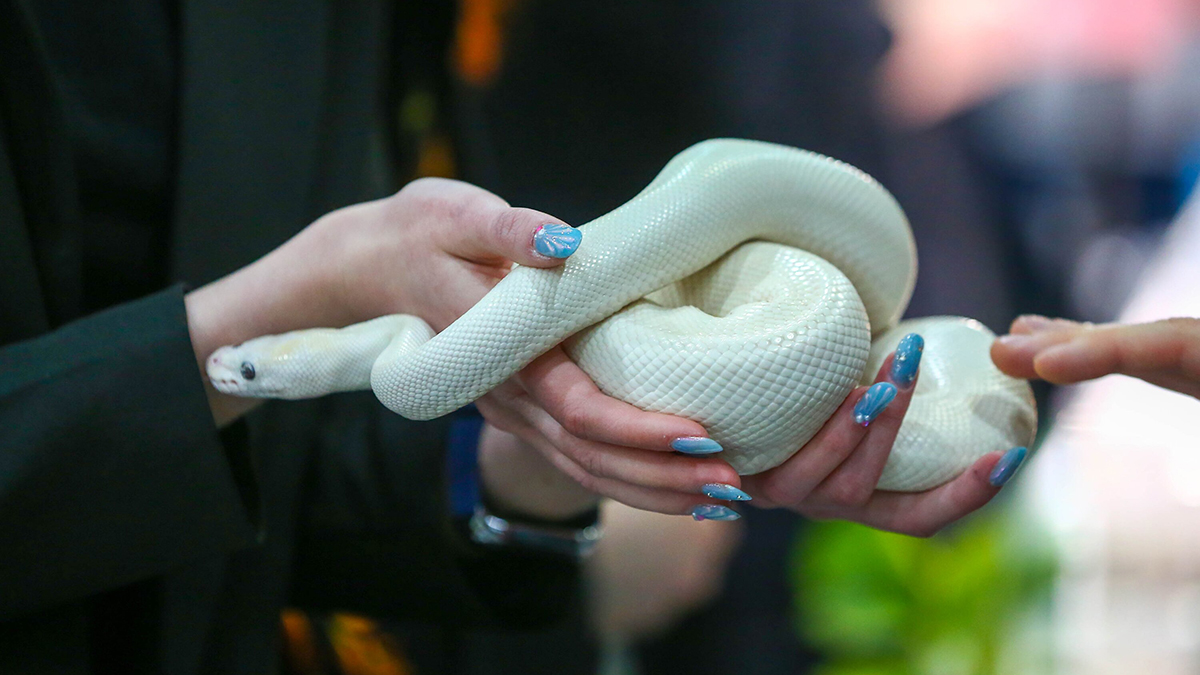 Москвичи обнаружили в квартире дома 25-сантиметровую змею