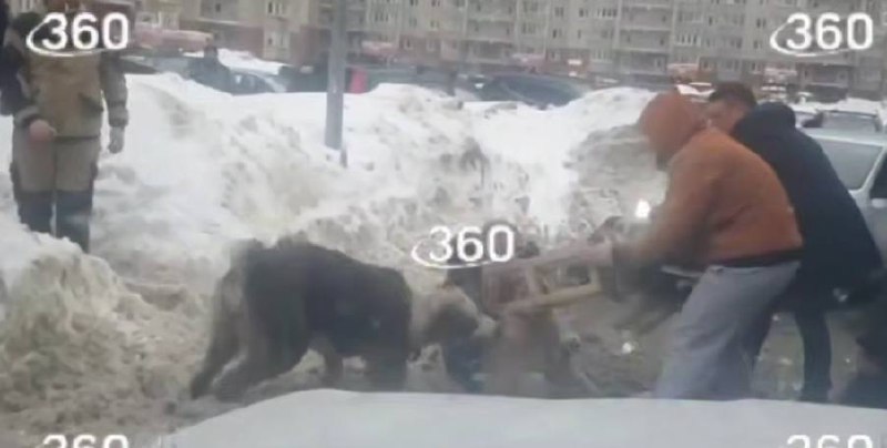 Алабай загрыз собаку и покусал женщину в Балашихе