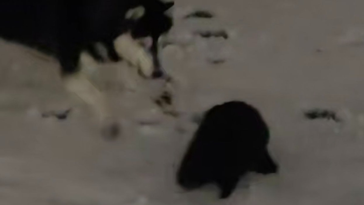 Столичная прокуратура начала проверку после гибели бобра при нападении хаски