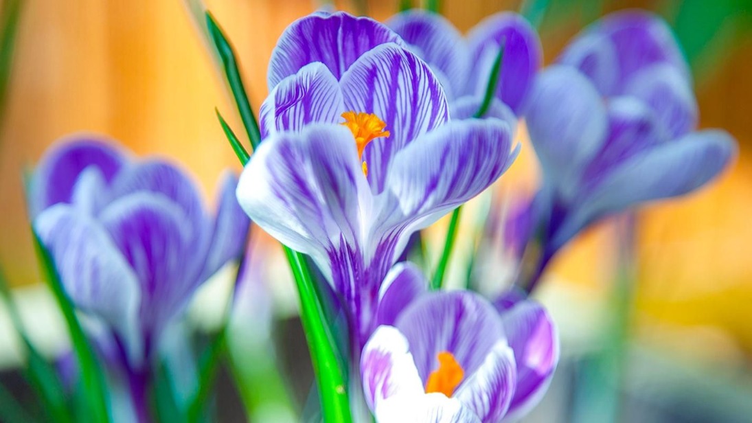 «Мосбилет» открывает весенний сезон в оранжереях музея-заповедника «Царицыно»