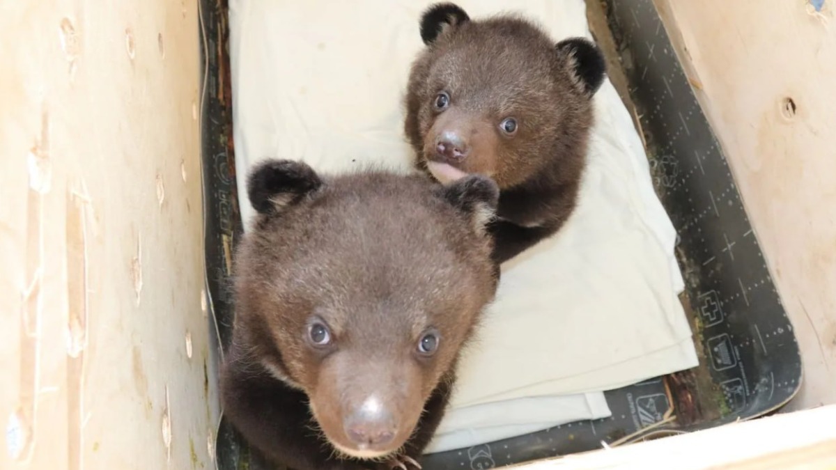 Двух гималайских медвежат спасли в Приморье