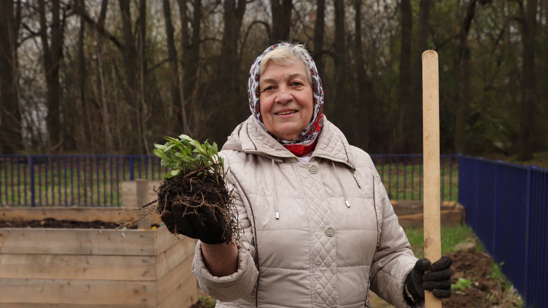 Участница проекта «Московское долголетие» Екатерина Четверикова сажает хризантему