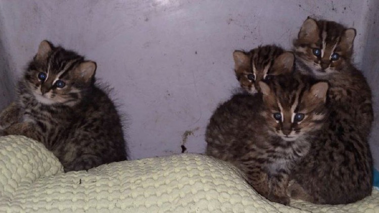 Четырех детенышей дальневосточного лесного кота выпустили на волю в Приморье