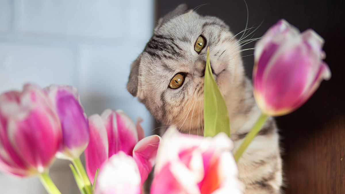 Как продлить жизнь букету в вазе