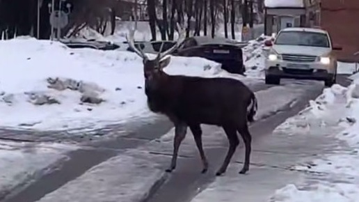 В подмосковном Раменском уже два дня ловят оленя, внезапно появившегося в городе