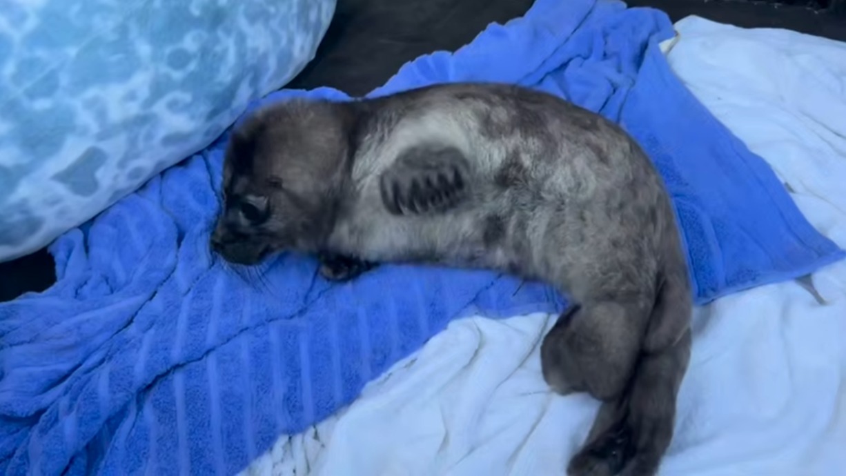 Новорожденную нерпу спасли от чаек на Ладожском озере