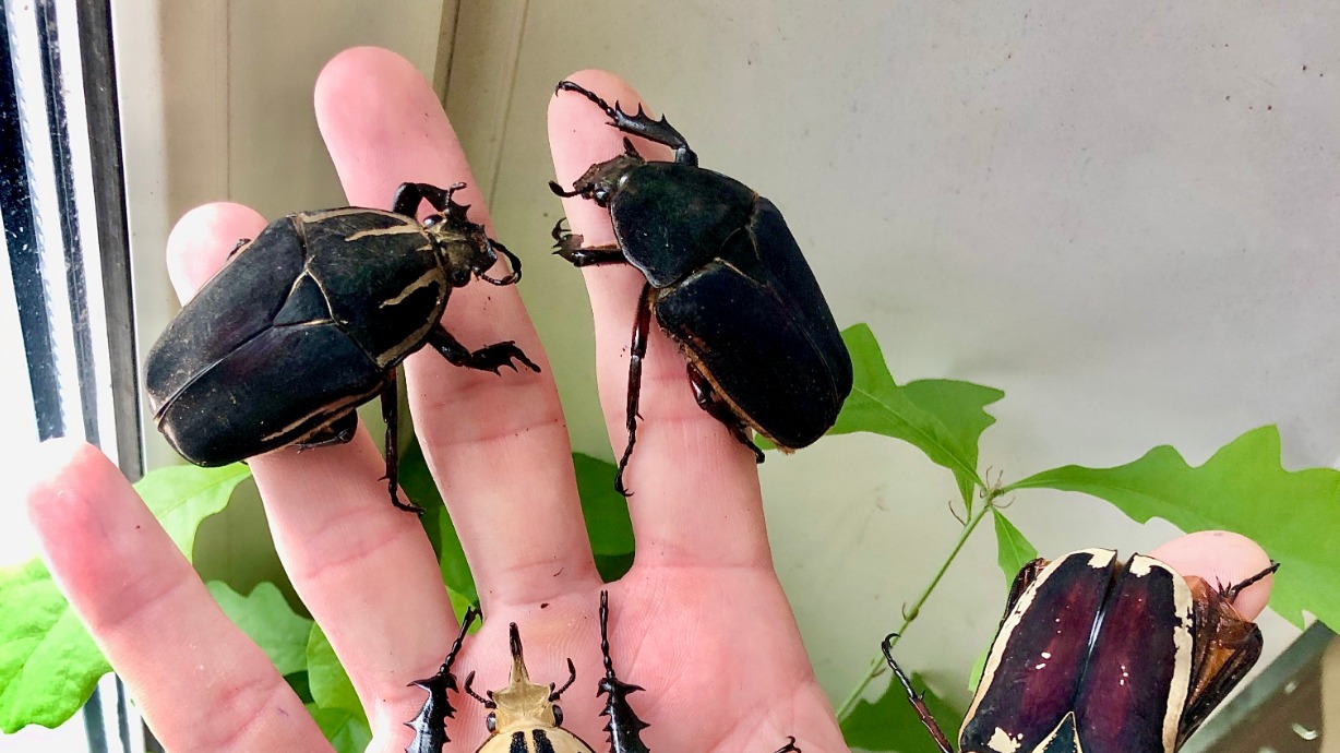 Жук-бронзовка из Африки Mecynorrhina torquata ugandensis. Цена от 2 тысяч до 6 тысяч рублей за особь или пару, в зависимости от размера и окраса
