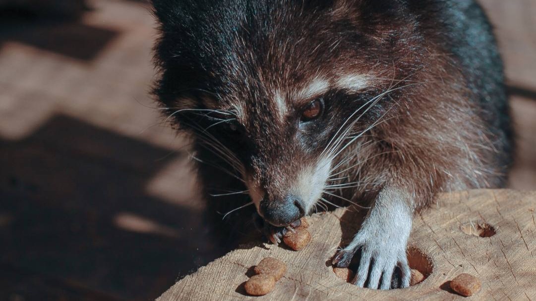 Енот Света умерла на «Городской ферме» на ВДНХ
