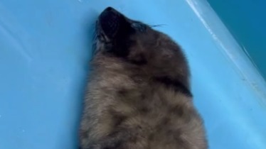 Вторую новорожденную нерпу спасли в Санкт-Петербурге