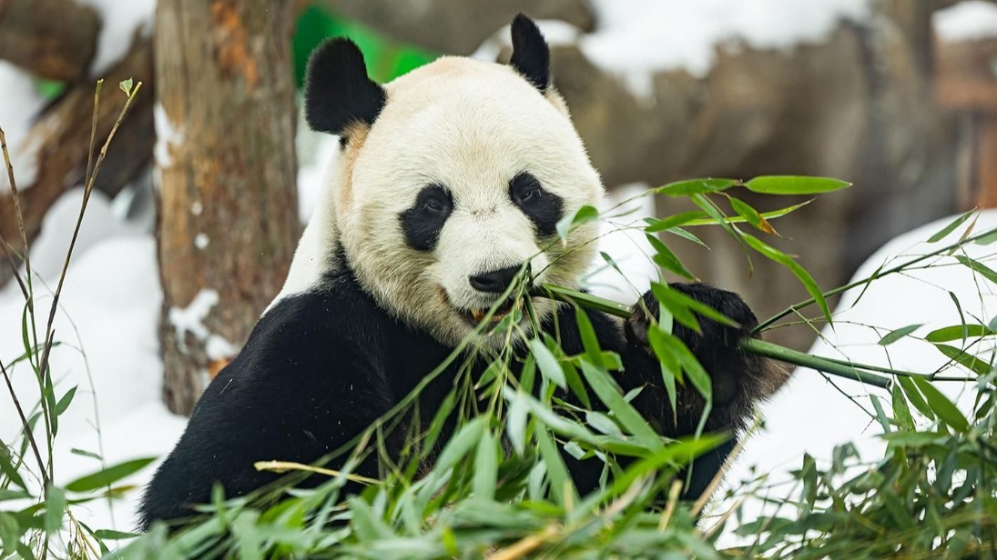 Трансляции Московского зоопарка на mos.ru посмотрели более одного миллиона человек