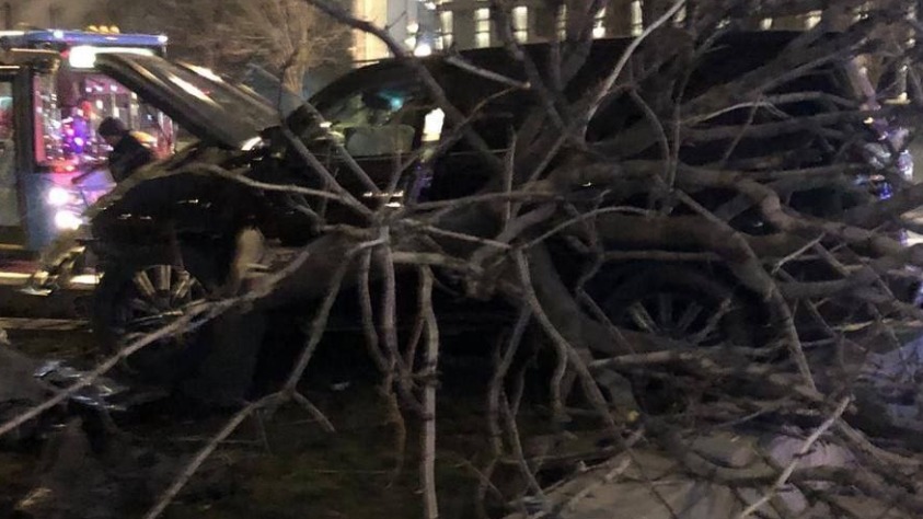 Суд взыскал с водителя иномарки 600 тысяч рублей за сбитый каштан в Москве