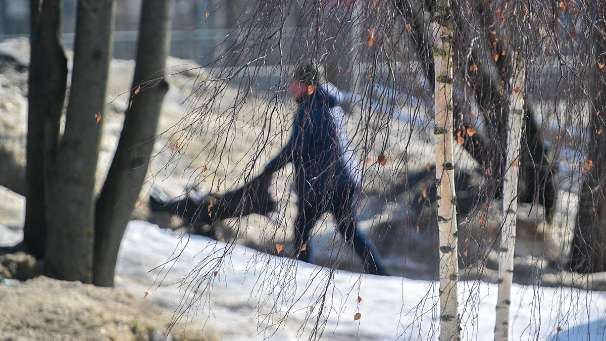 Когда в Москве растает снег в 2026 году