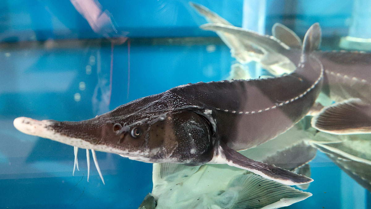 Рекордный улов рыбака в Нью-Джерси отказались признавать по необычной причине