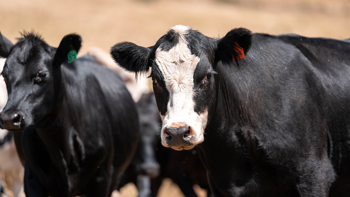 Глава Новосибирской области впервые высказался о массовом убое скота в регионе