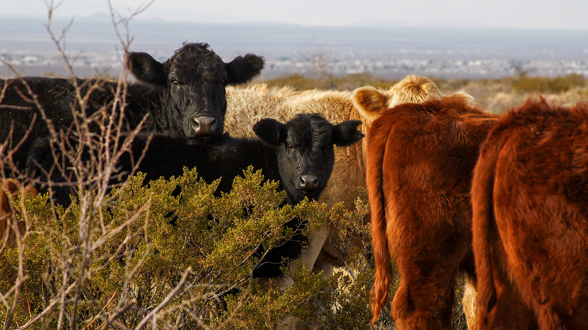 СМИ: Эпидемия пастереллеза грозит российским фермерам забоем тысяч коров