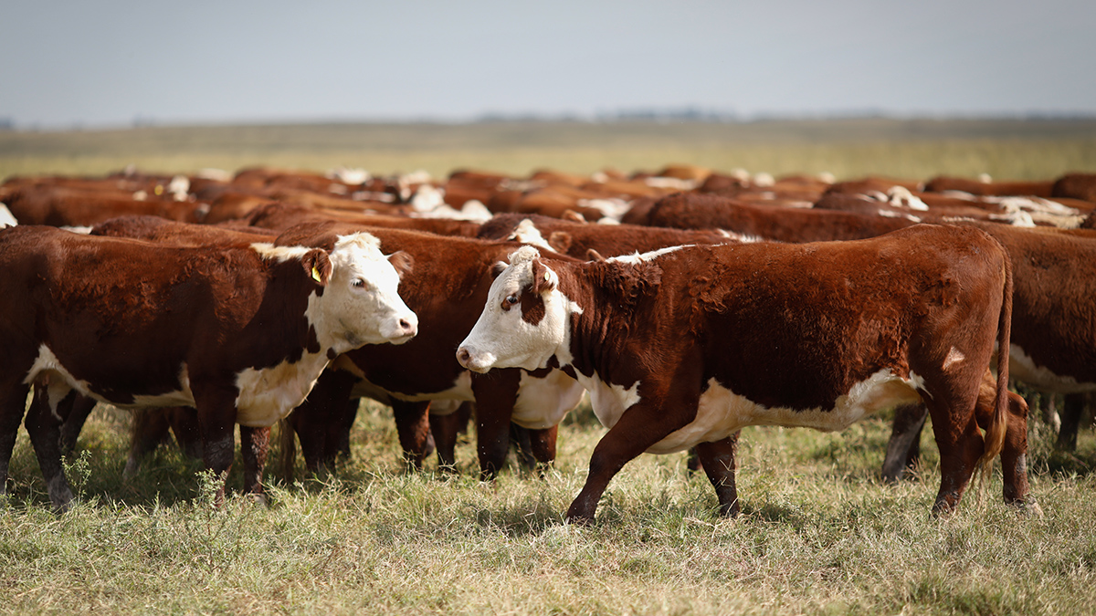 СМИ: Карантин из-за вспышки бешенства ввели в трех районах Омской области