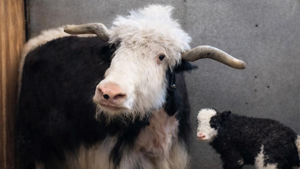 Бум рождаемости зафиксировали в Росгосцирке в 2025 году