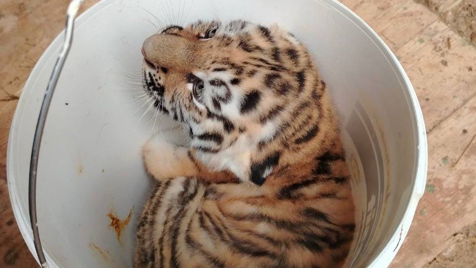 Жители столицы выбрали имена для амурских тигрят в «Активном гражданине»