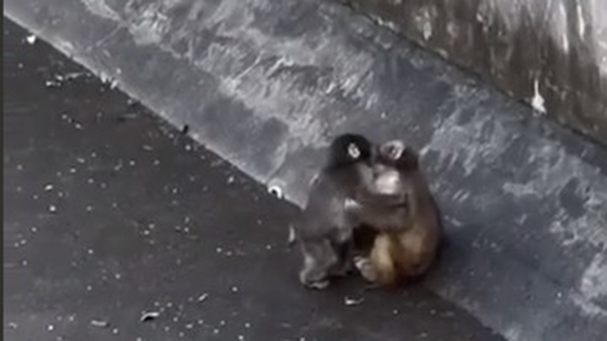 Одинокий детеныш макаки Панч из японского зоопарка нашел себе подругу