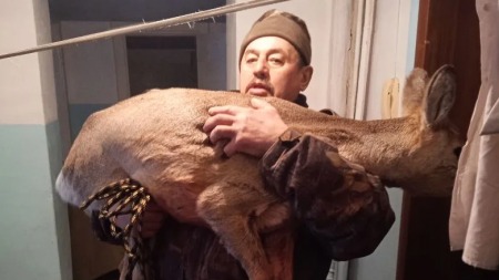 МВД: Косуля разбила окно и запрыгнула в квартиру в Красноярском крае