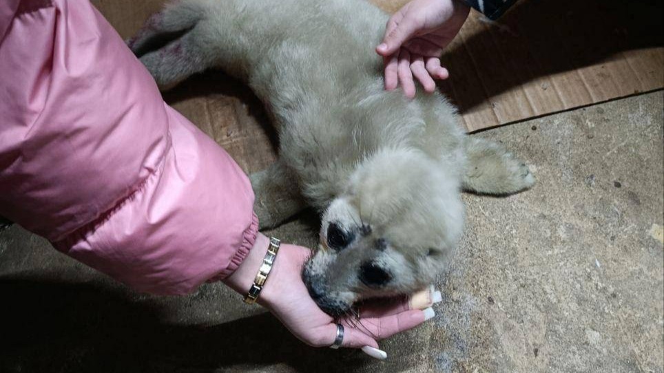 Потерявшего маму нерпенка спасли на Байкале