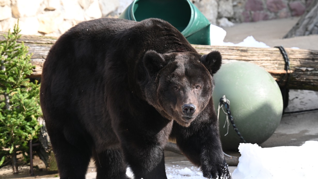 Бурый медведь по имени Гром после выхода из спячки осматривает свой вольер в Московском зоопарке