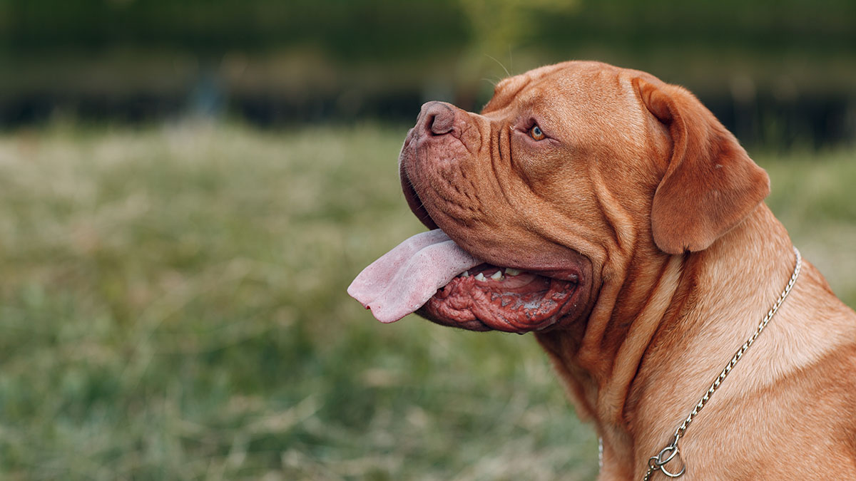 Столичные ветеринары спасли бордоского дога, который съел нижнее белье хозяев