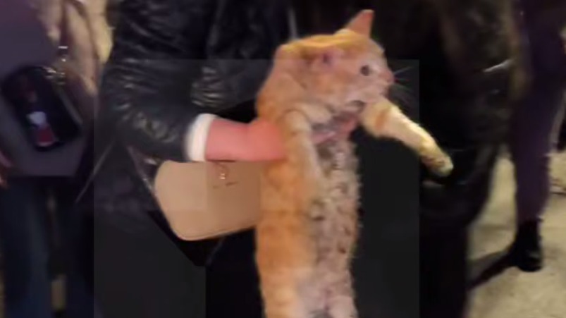 Двух котов, женщину и ребенка спасли от пожара на востоке Москвы