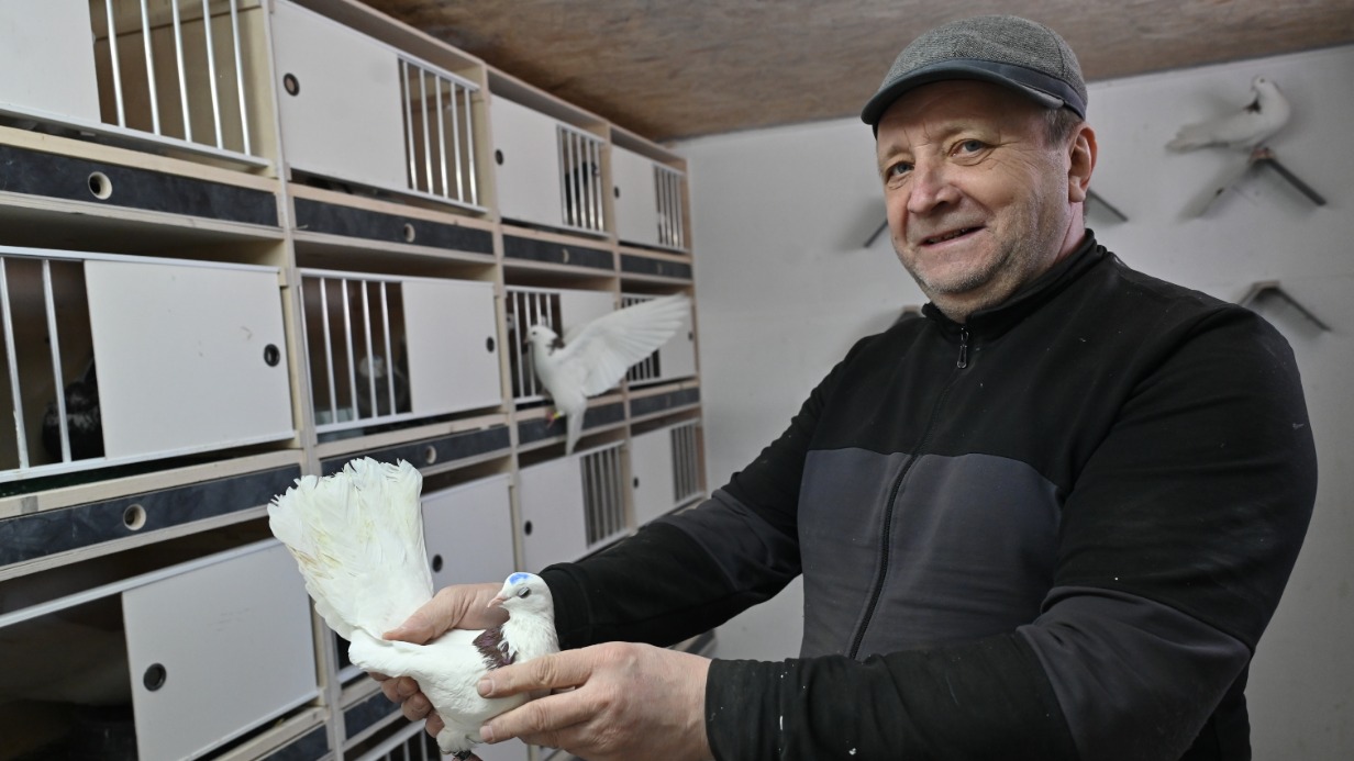 Голубевод Леонид Носков показывает одну из своих птиц в новой голубятне на улице Сталеваров у Ивановских прудов