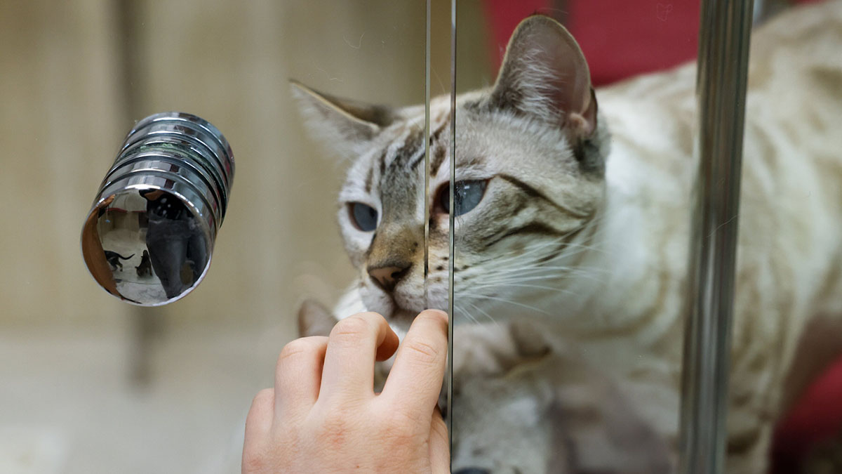 Выставка-пристройство «Зоофест Эко» пройдет 11 апреля в Москве
