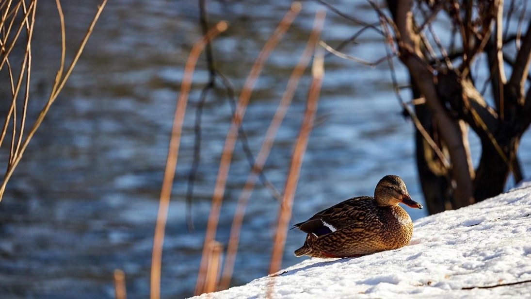Специалисты КГХ Москвы подготовили малые реки к пропуску весеннего половодья
