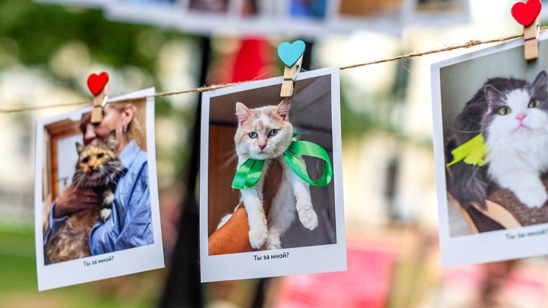 Проект «Активный гражданин» приглашает выбрать амбассадора «Моспитомца» на весну