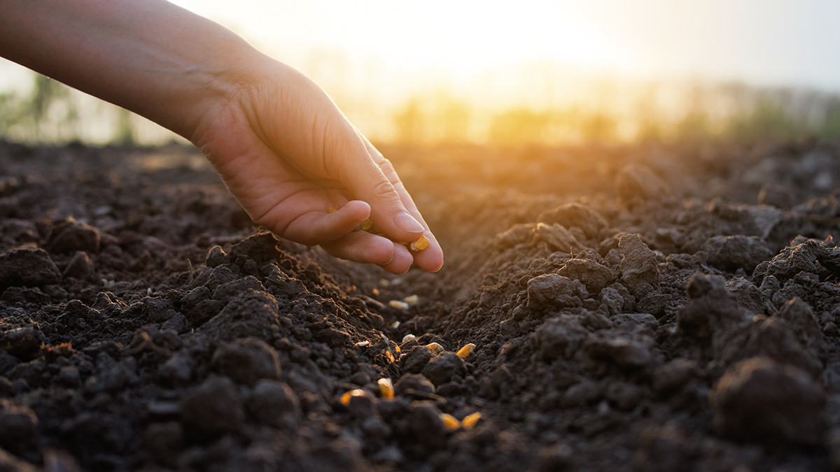 Как вернуть деньги за семена несуществующих растений